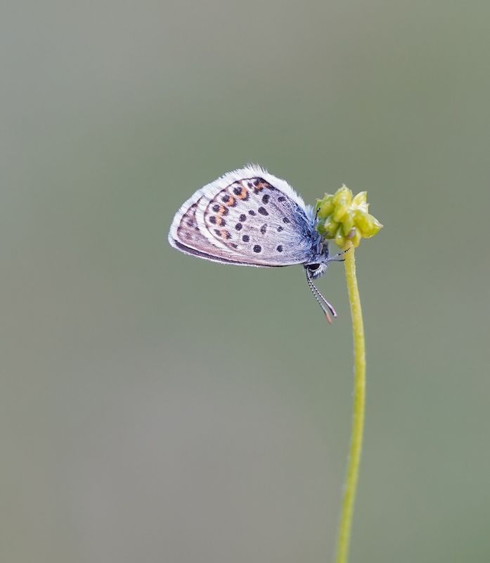 Heideblauwtje / Silver-studded Blue