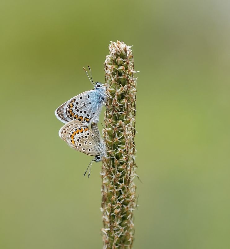 Heideblauwtje / Silver-studded Blue