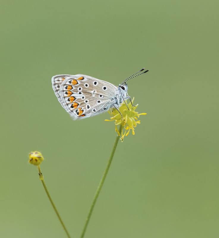 Icarusblauwtje / Common Blue