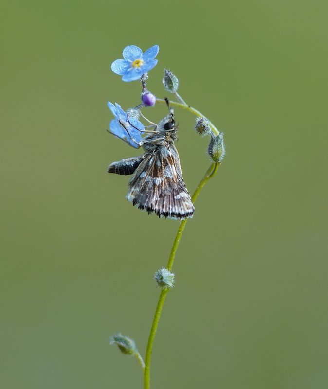 Kalkgraslanddikkopje / Red Underwing Skipper