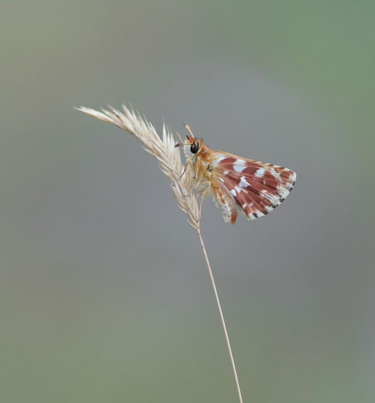 Kalkgraslanddikkopje / Red Underwing Skipper