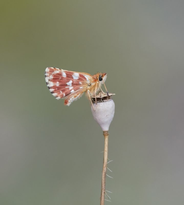 Kalkgraslanddikkopje / Red Underwing Skipper