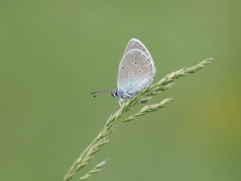 Klaverblauwtje / Mazarine Blue