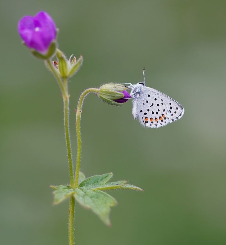Klein Tijmblauwtje / Baton Blue
