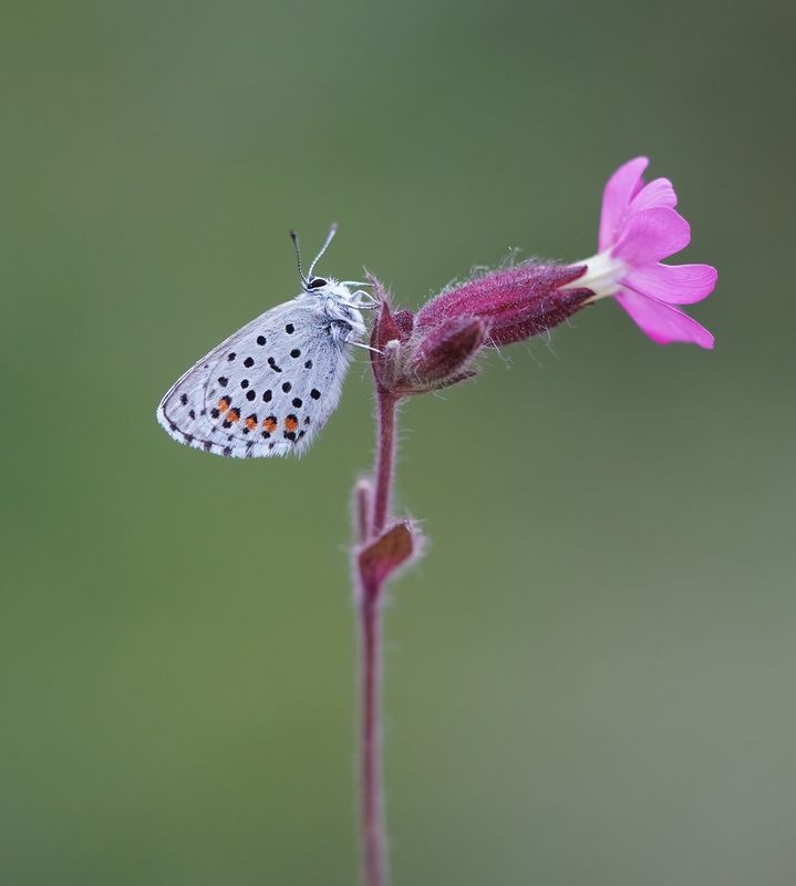 Klein Tijmblauwtje / Baton Blue