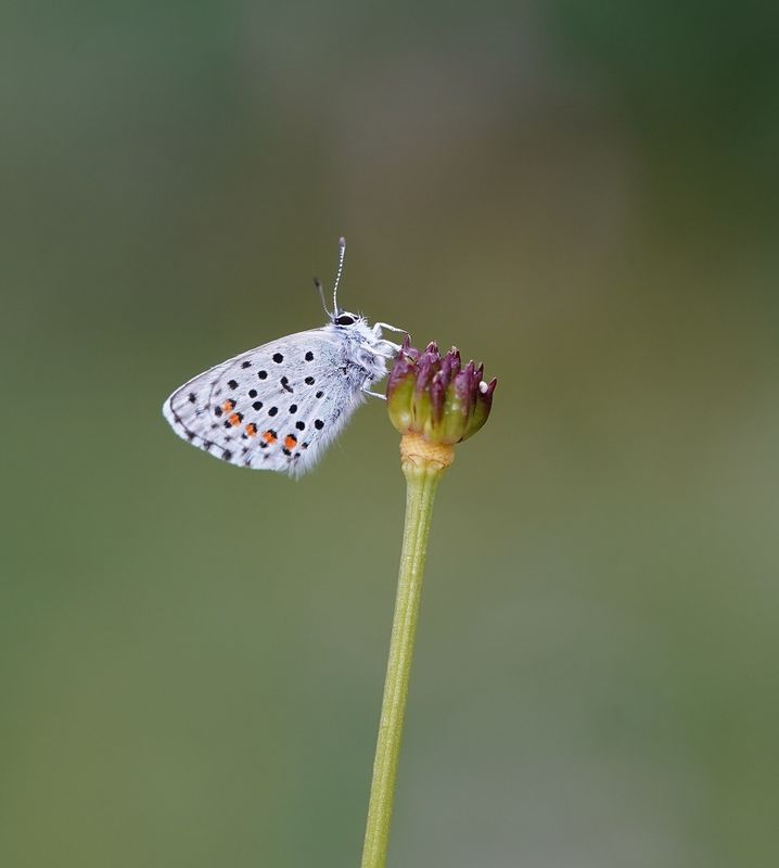 Klein Tijmblauwtje / Baton Blue