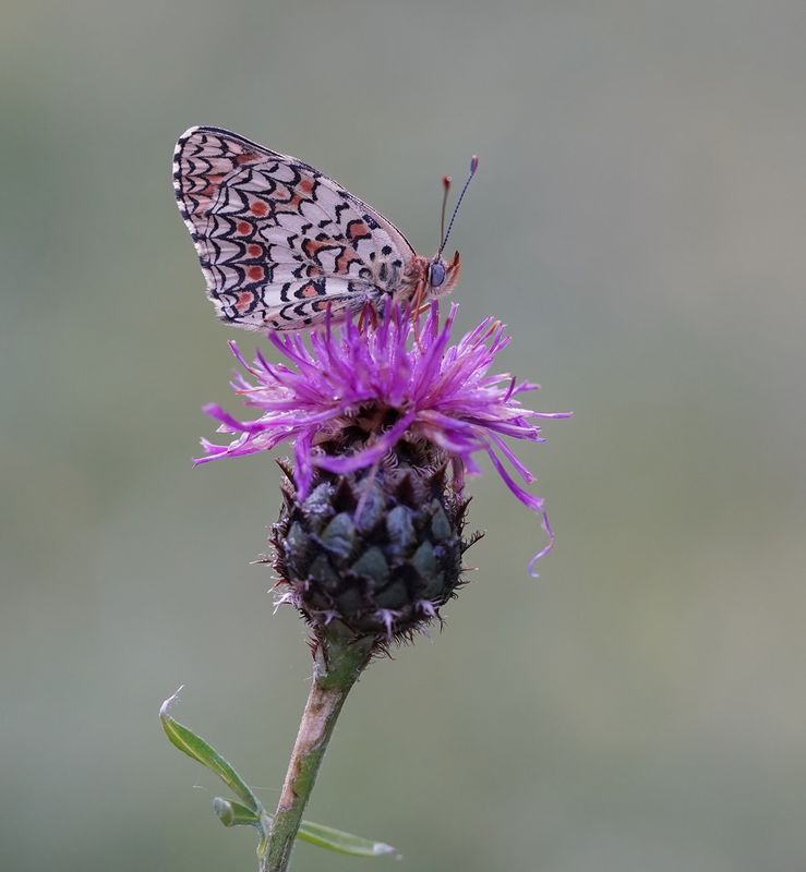 Knoopkruidparelmoervlinder / Knapweed Fritillary