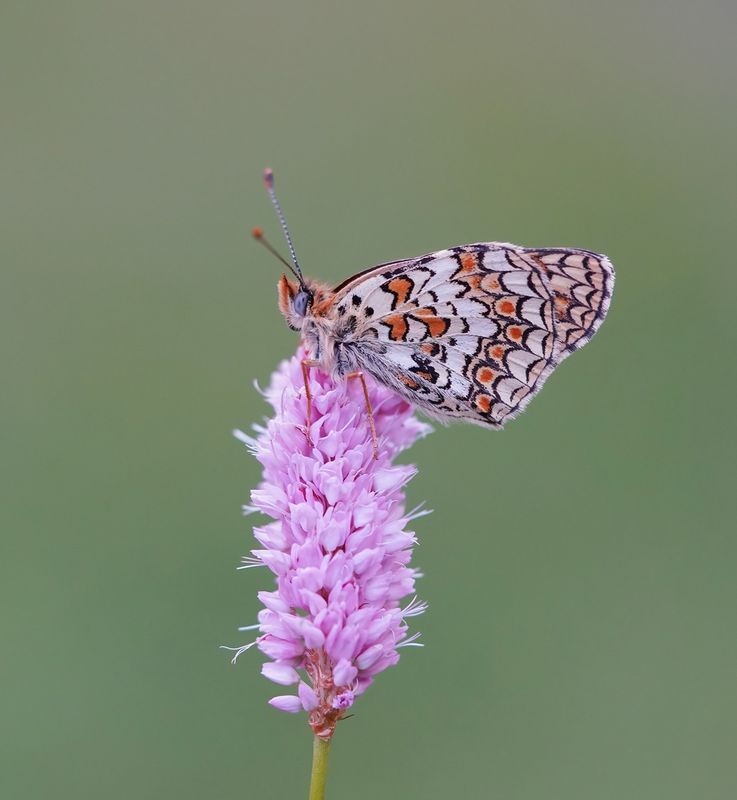Knoopkruidparelmoervlinder / Knapweed Fritillary
