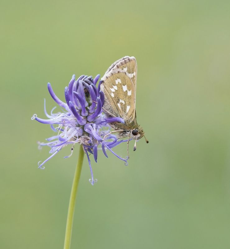 Kommavlinder / Silver-spotted Skipper