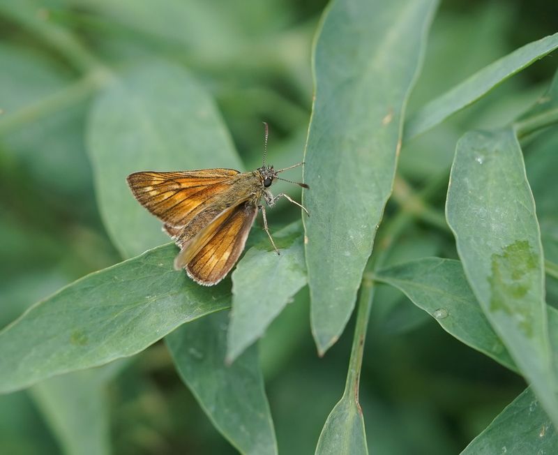 Kommavlinder / Silver-spotted Skipper
