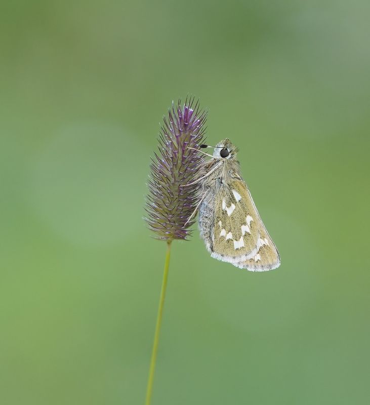 Kommavlinder / Silver-spotted Skipper