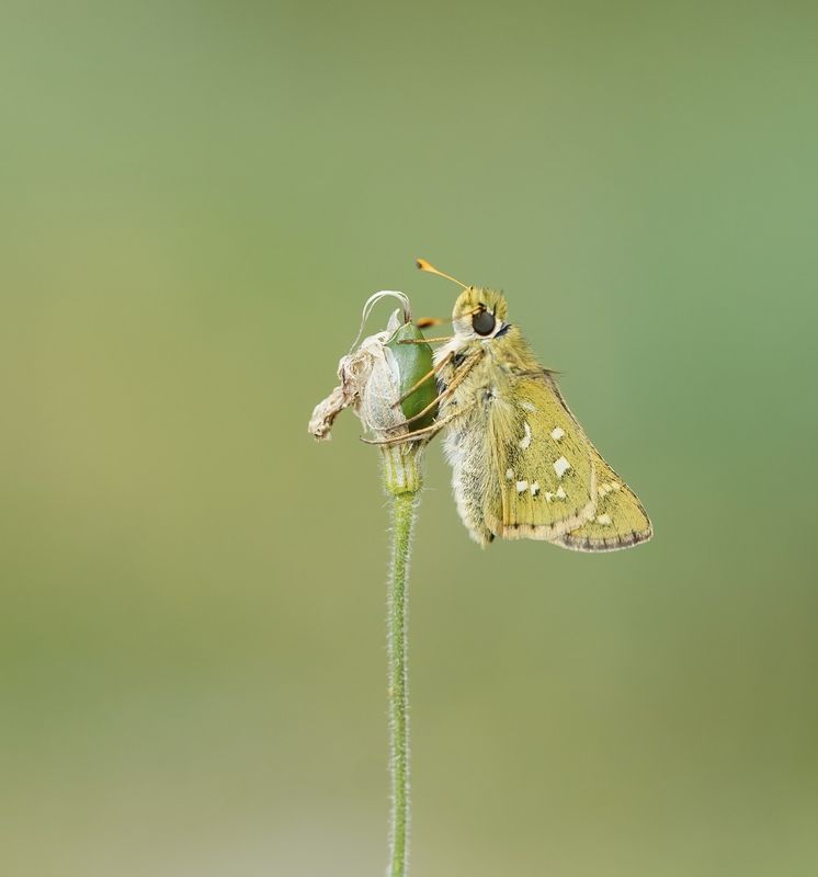 Kommavlinder / Silver-spotted Skipper