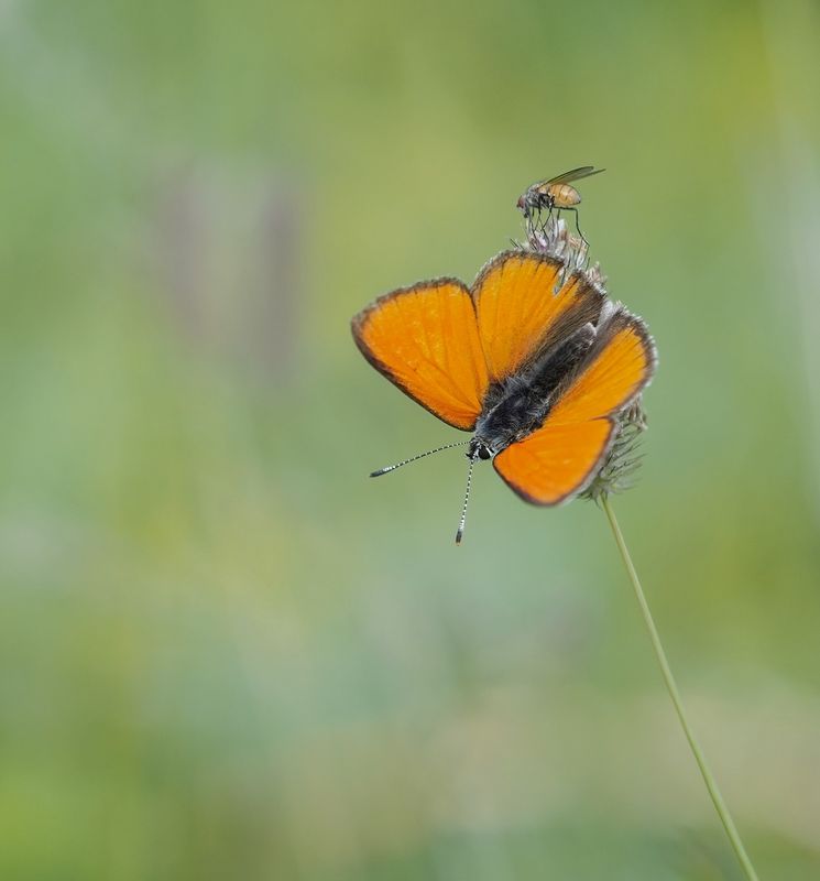 Morgenrood / Scarce Copper