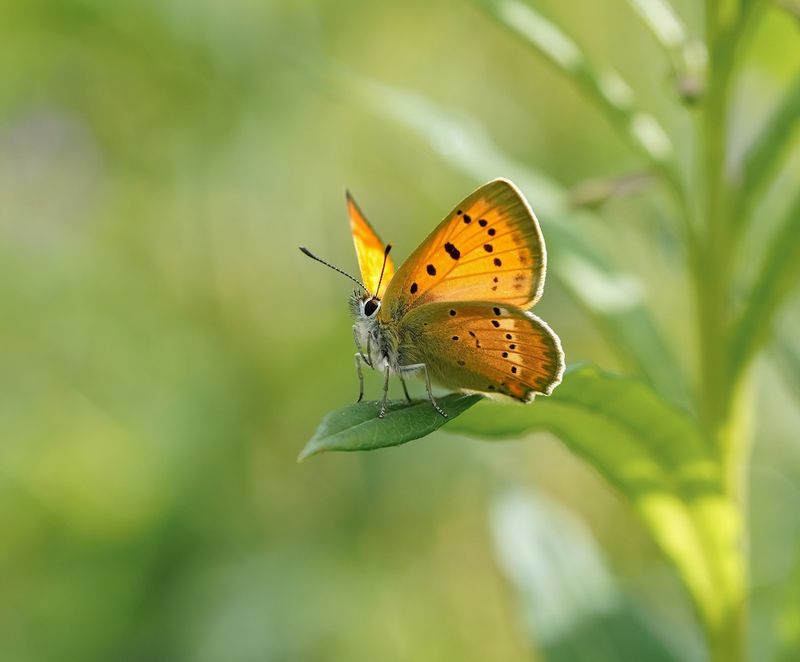 Morgenrood / Scarce Copper