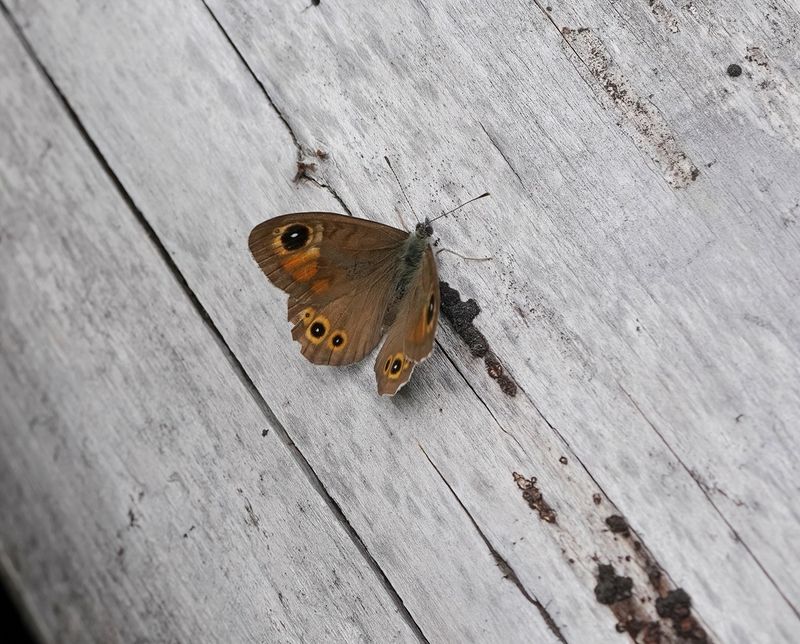 Rotsvlinder / Large Wall Brown