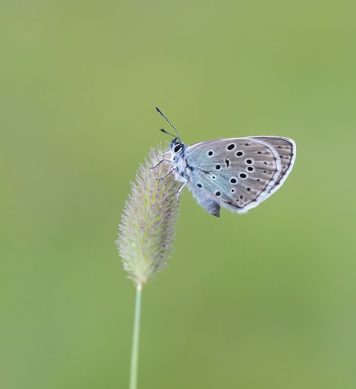 Tijmblauwtje / Large Blue
