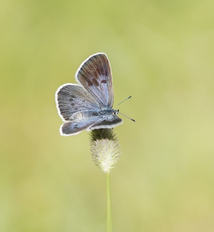 Tijmblauwtje / Large Blue