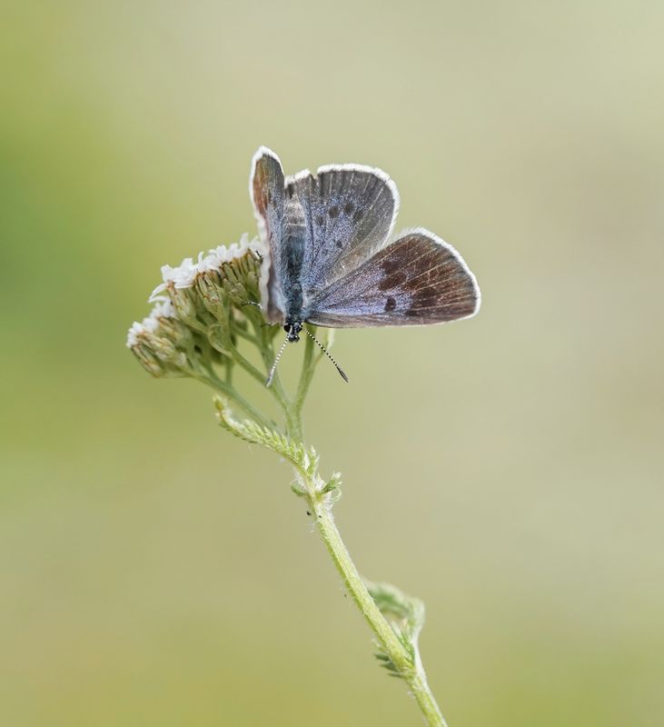 Tijmblauwtje / Large Blue