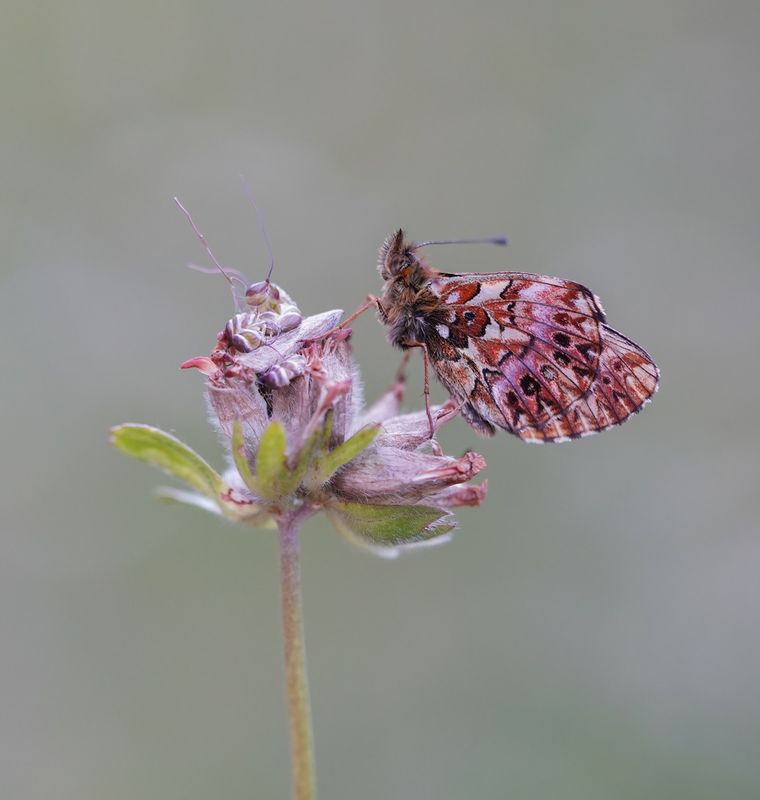 Titanias Parelmoervlinder / Titanias Fritillary