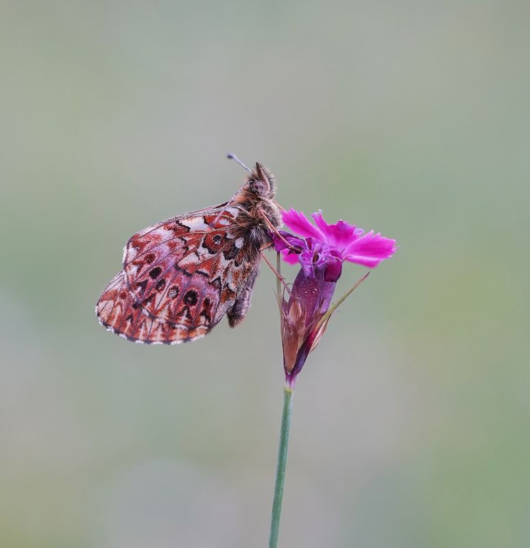 Titanias Parelmoervlinder / Titanias Fritillary