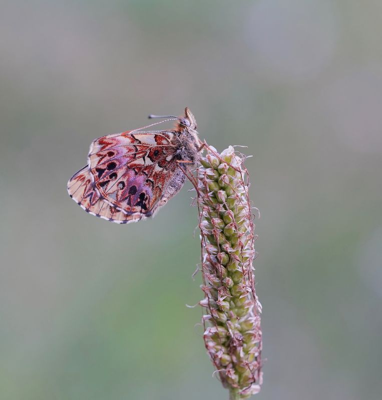 Titanias Parelmoervlinder / Titanias Fritillary
