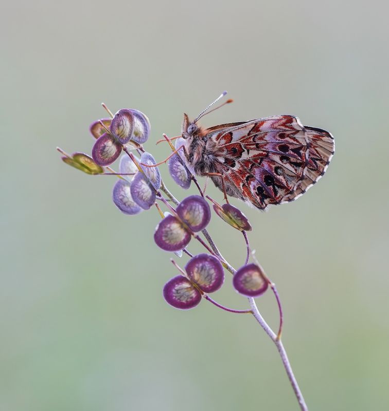 Titanias Parelmoervlinder / Titanias Fritillary
