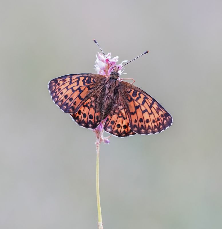 Titanias Parelmoervlinder / Titanias Fritillary