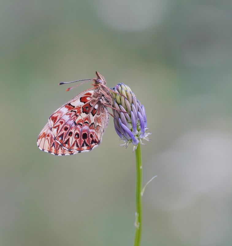 Titanias Parelmoervlinder / Titanias Fritillary