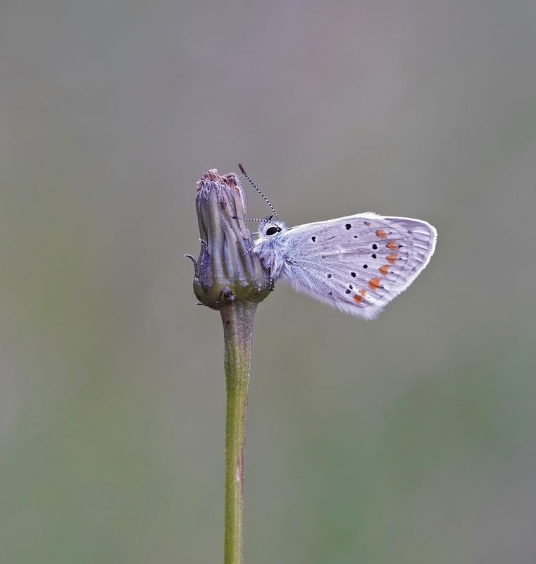 Turkooisblauwtje / Turquoise Blue