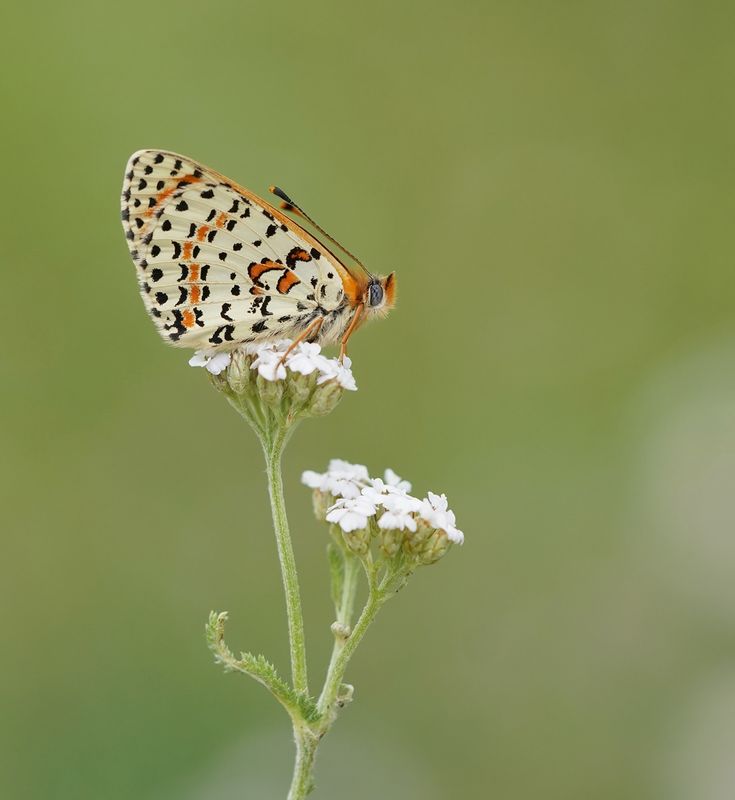 Tweekleurige Parelmoervlinder / Spotted Fritillary