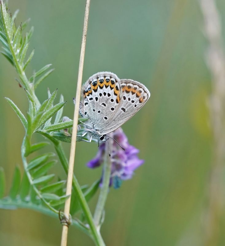 Vals Heideblauwtje / Idas Blue