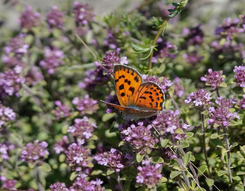 Violette Vuurvlinder / Purple-shot Copper