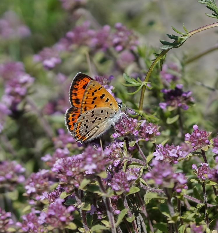 Violette Vuurvlinder / Purple-shot Copper