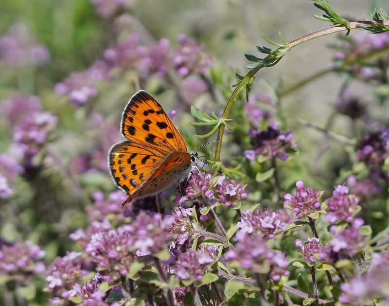 Violette Vuurvlinder / Purple-shot Copper