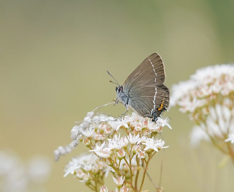 Wegedoornpage / Blue Spot Hairstreak
