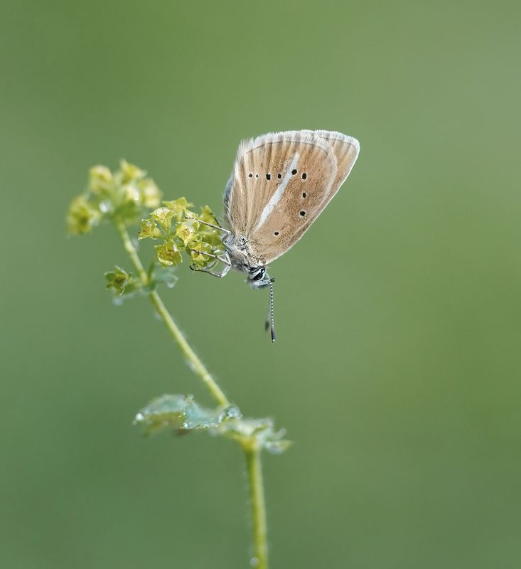 Witstreepblauwtje / Damon Blue