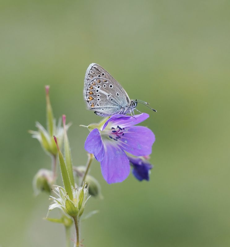 Zwart Blauwtje / Geranium Argus