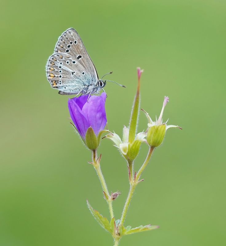 Zwart Blauwtje / Geranium Argus
