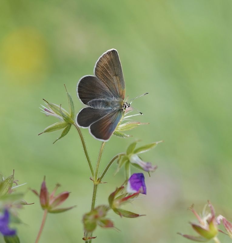 Zwart Blauwtje / Geranium Argus