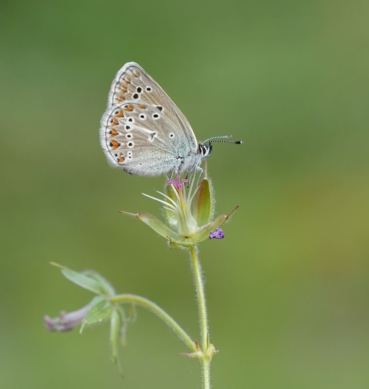 Zwart Blauwtje / Geranium Argus