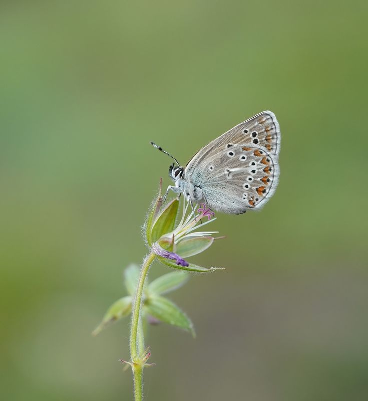 Zwart Blauwtje / Geranium Argus