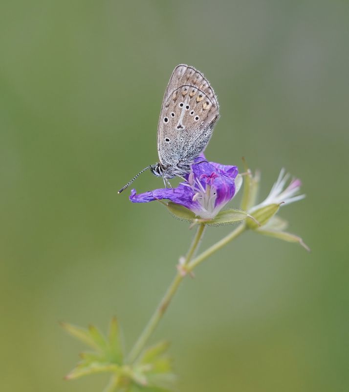 Zwart Blauwtje / Geranium Argus