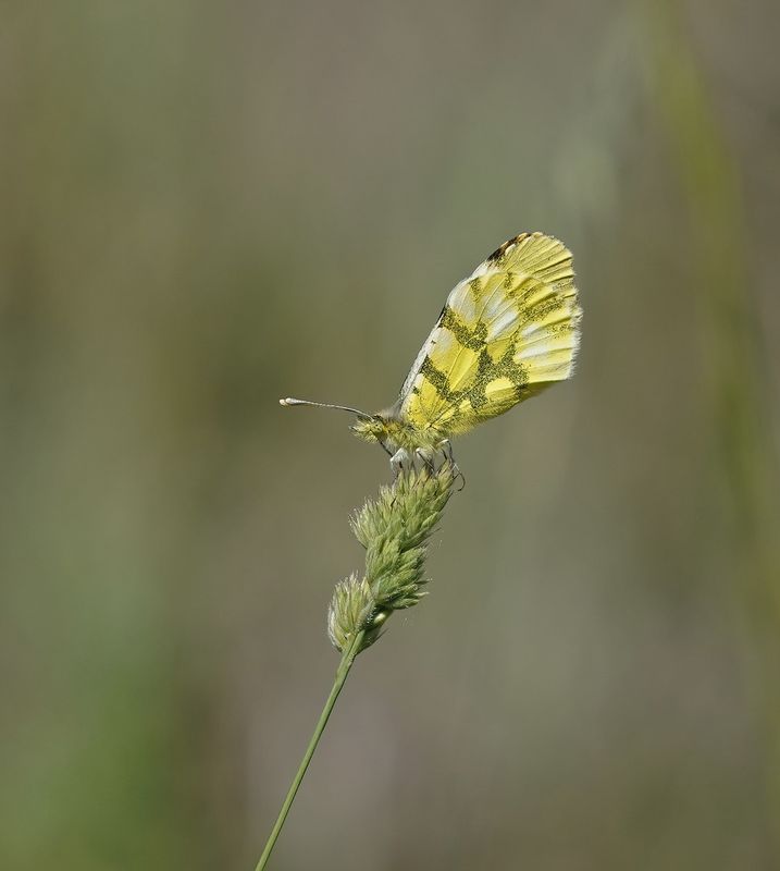 Geel Oranjetipje / Provence Orange Tip