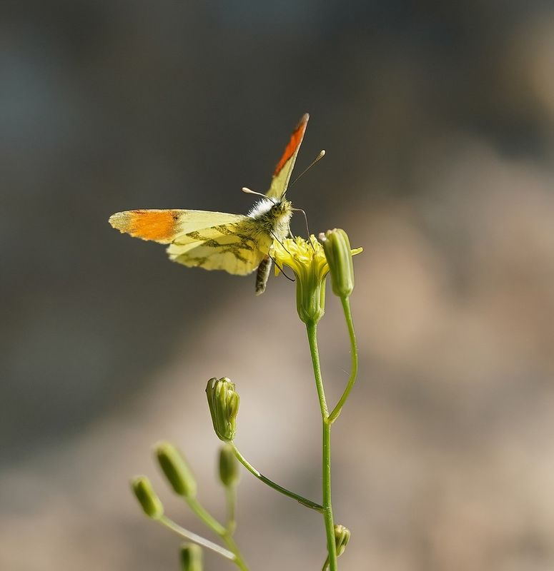 Geel Oranjetipje / Provence Orange Tip