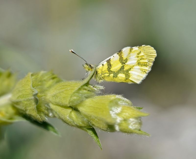 Geel Oranjetipje / Provence Orange Tip