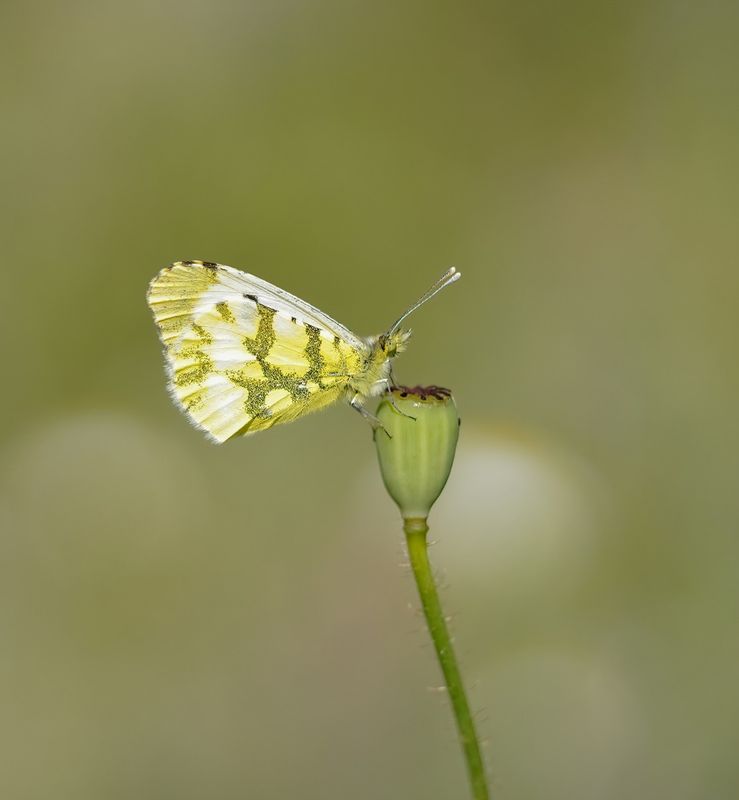 Geel Oranjetipje / Provence Orange Tip