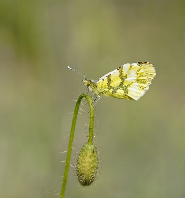 Geel Oranjetipje / Provence Orange Tip
