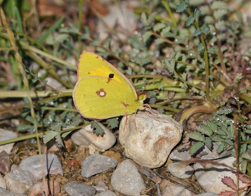Oranje Luzerne / Clouded Yellow