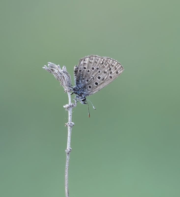Moors Tijmblauwtje / False Baton Blue