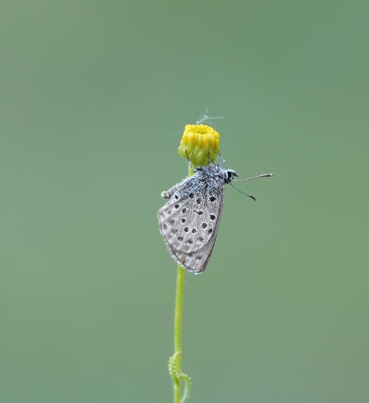 Moors Tijmblauwtje / False Baton Blue